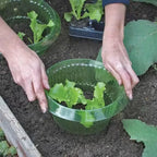 Lot de 10 Cloches Anti-escargots Réutilisables