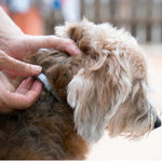 PROTECT : Collier anti-parasites pour chiens et chats